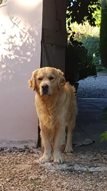 chien lost   81150 Terssac Mister