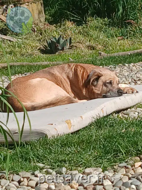 perro perdido 81220 Viterbe Neg perro lost 81220 Viterbe Neg