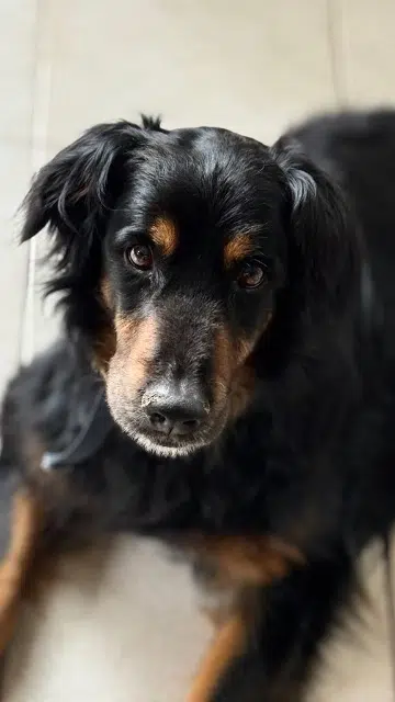 chien lost   81400 Carmaux Patapouf