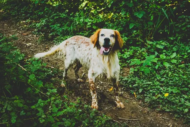 chien lost   81350 Crespin Primsel