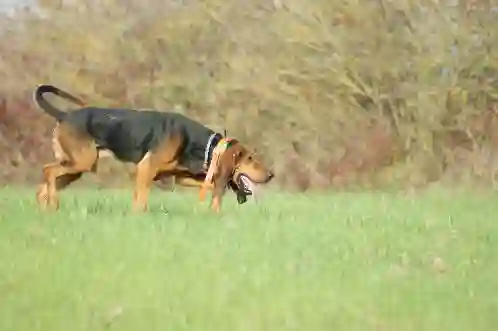 Chien Perdu 81 Tarn - Rusty Chien Perdu 81 Tarn - Rusty