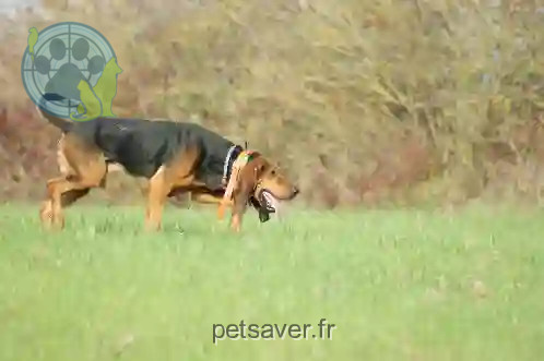 Chien Perdu 81 Tarn - Rusty Chien Perdu 81 Tarn - Rusty