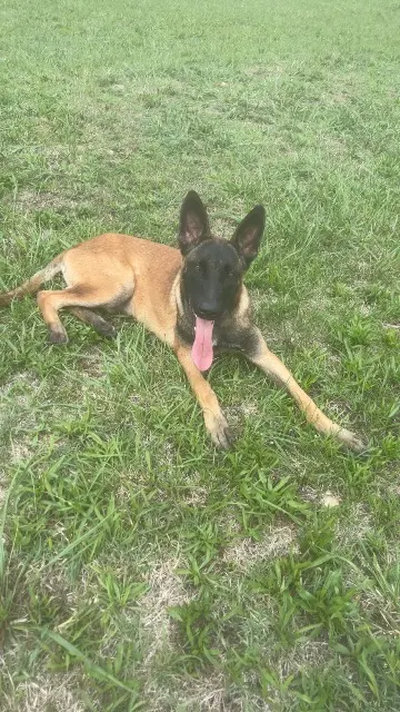 chien lost   81710 Saïx Sharko