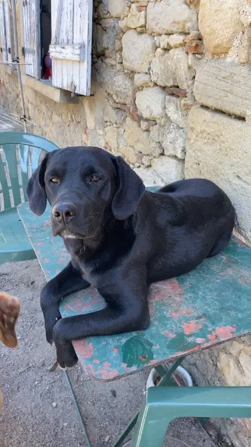 chien lost   81470 Mouzens Snow