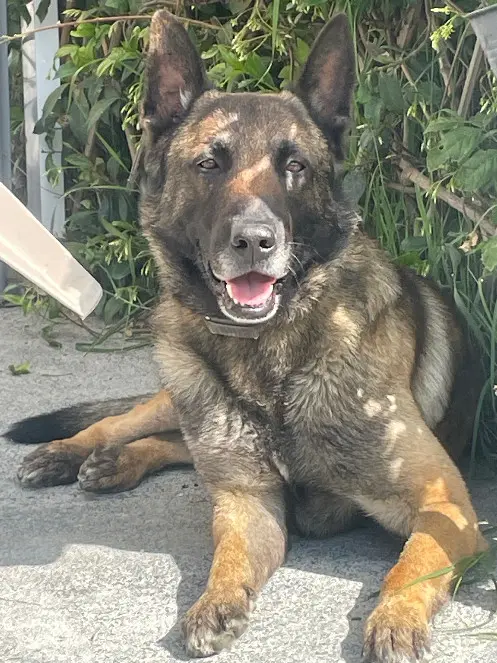 Hund vermisst Route du Pastel 81700 Saint-Germain-des-Prés Hund lost Route du Pastel 81700 Saint-Germain-des-Prés