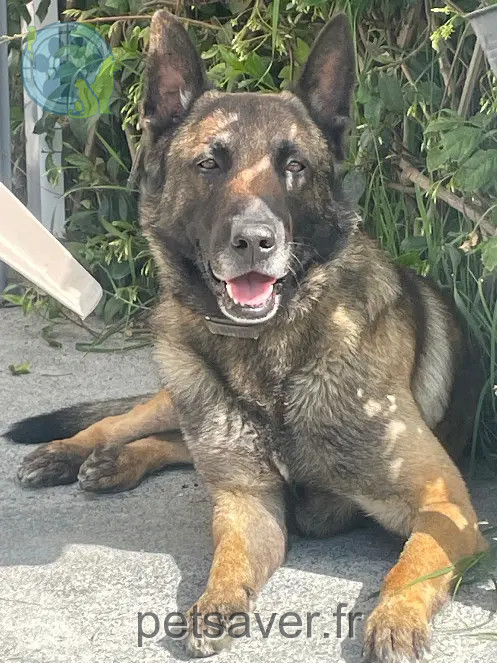Hund vermisst Route du Pastel 81700 Saint-Germain-des-Prés Hund lost Route du Pastel 81700 Saint-Germain-des-Prés