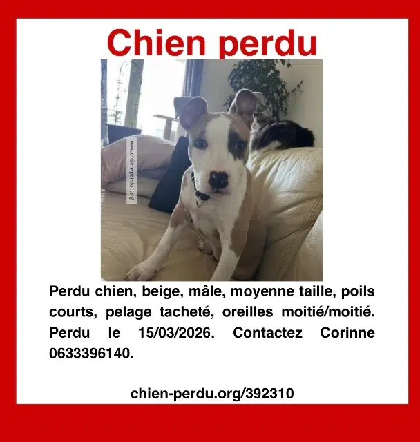 chien lost   82400 Saint-Paul-d'Espis Aïko