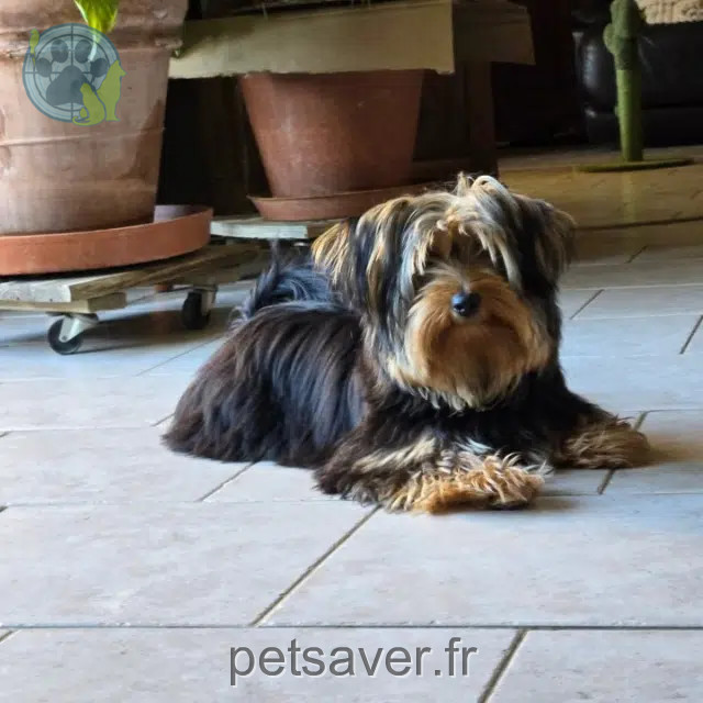 chien lost   82340 Dunes Bali