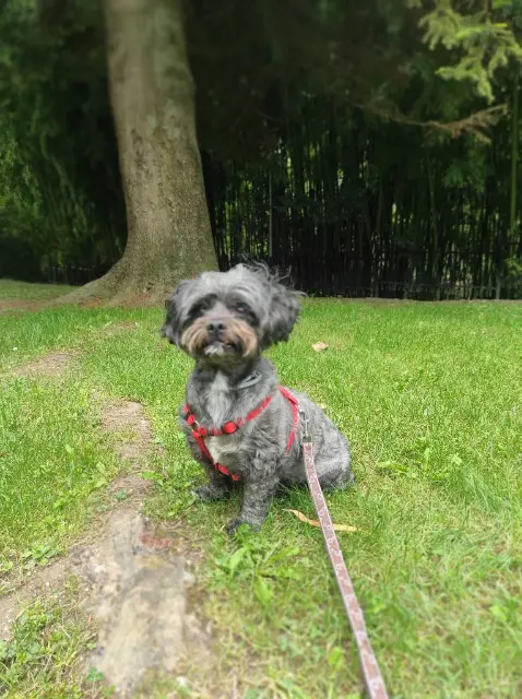 chien lost   82290 La Ville-Dieu-du-Temple Boubou