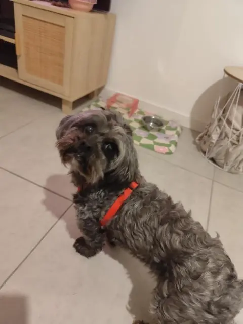 chien lost   82290 La Ville-Dieu-du-Temple BOUBOU
