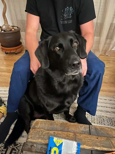 chien lost   82110 Bouloc-en-Quercy Marley