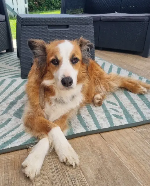 chien lost   82200 Moissac Django