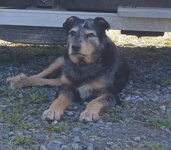 chien lost   82110 Sainte-Juliette Gamin