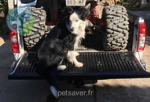 hond lost   82000 Montauban Isco