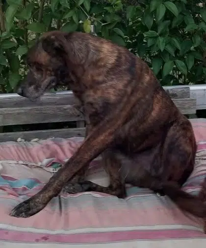 chien lost   82210 Saint-Nicolas-de-la-Grave Mao