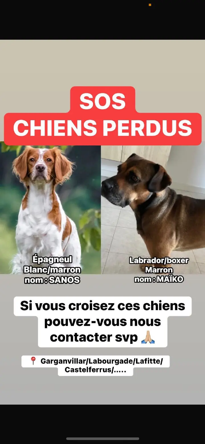 Chien Perdu 82 Tarn-et-Garonne - Maïko-et-thanos Chien Perdu 82 Tarn-et-Garonne - Maïko-et-thanos