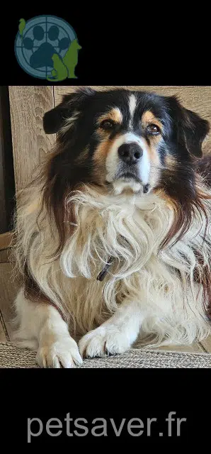 dog lost 82170 Bessens Mystere dog lost 82170 Bessens Mystere