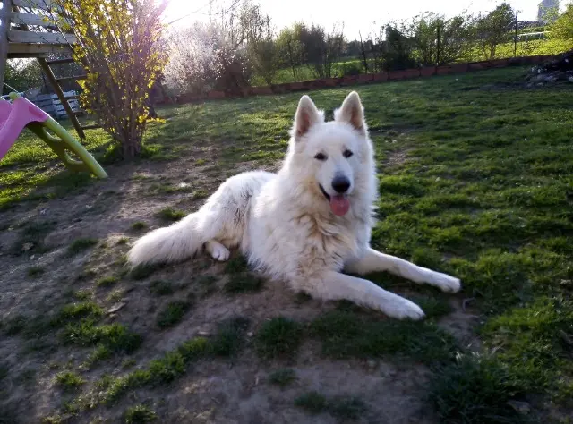 chien lost   82800 Nègrepelisse Nabou