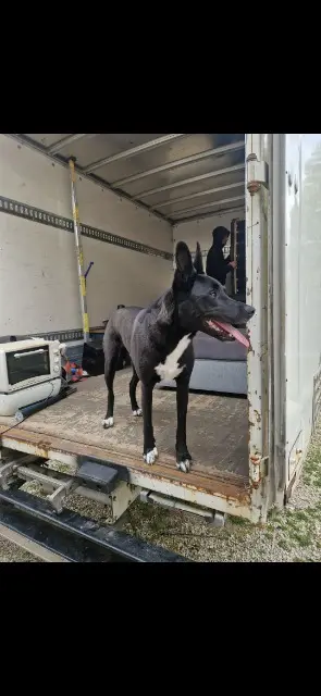 chien lost   82000 Montauban Oslo