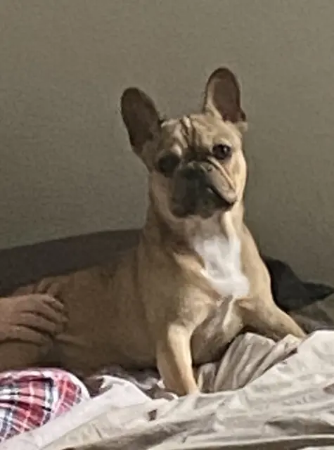 chien lost   82370 Corbarieu PACO