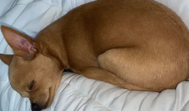 chien lost   82100 Castelsarrasin Prince