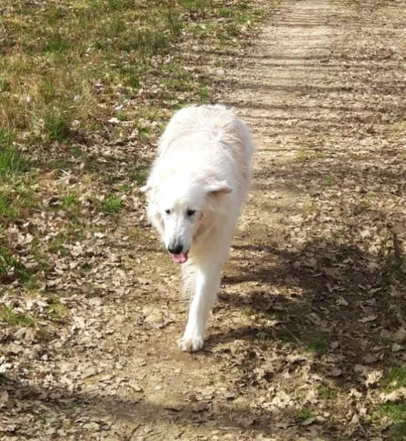 chien lost   82370 Corbarieu SPIKE