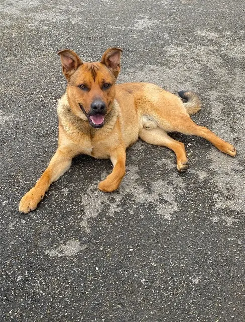 chien lost   82370 Saint-Nauphary Tayko