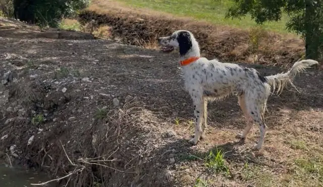 chien lost   82270 Montalzat Ulu