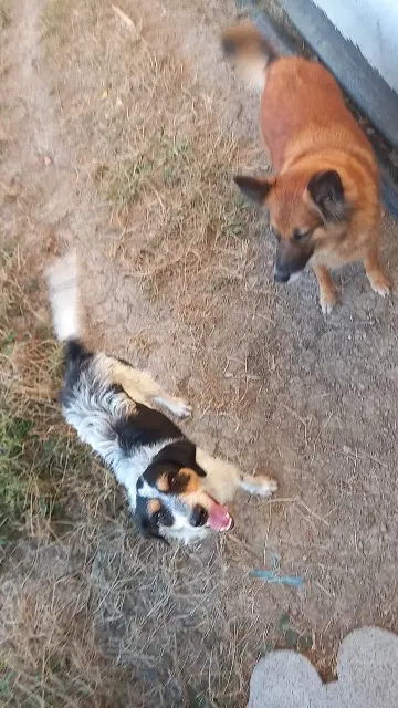 chien lost   82240 Lapenche Ulyce