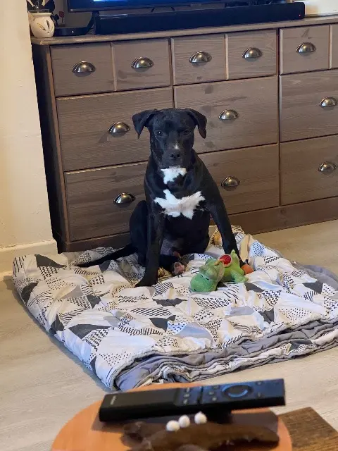 chien lost   82000 Montauban Uzy