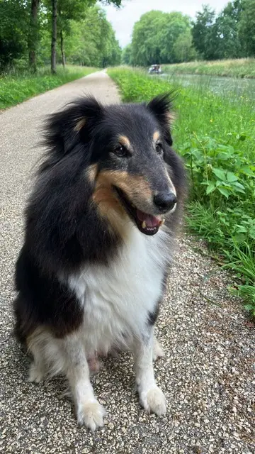 chien lost   82400 Valence Jazz