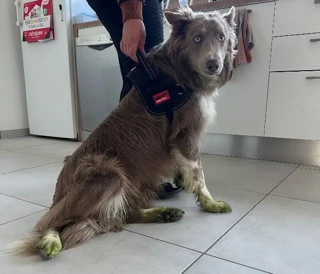 chien lost   82170 Pompignan Van