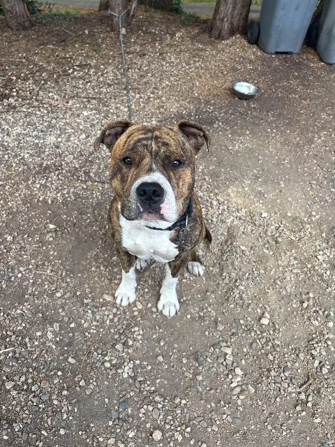 chien lost   82230 Monclar-de-Quercy Vatos