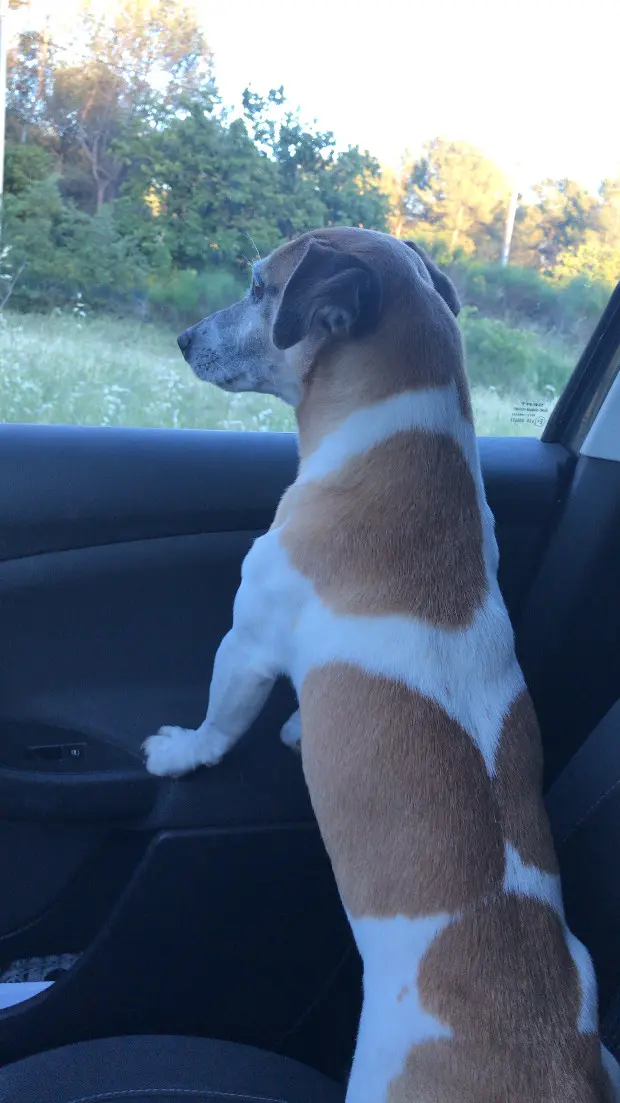 Chien Perdu 83 Var Chien Perdu 83 Var