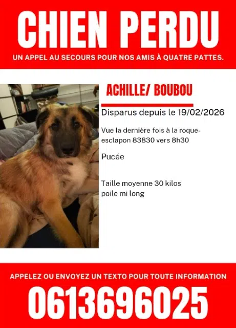 chien lost   83840 La Roque-Esclapon Achille
