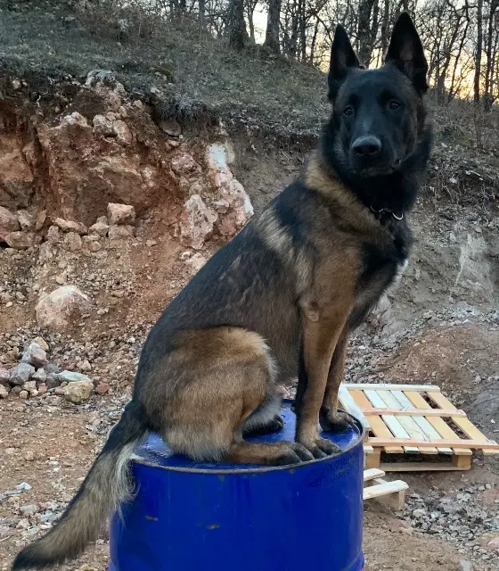 chien lost   83560 Rians Achille