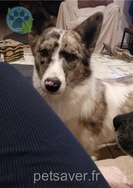 chien lost   83470 Saint-Maximin-la-Sainte-Baume Aloha