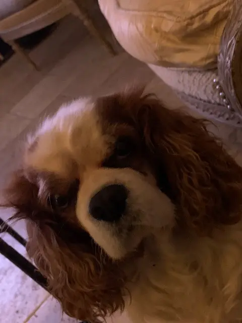 chien lost   83460 Les Arcs Apollon