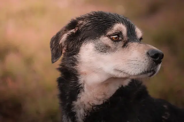 chien lost   83170 Tourves Balou