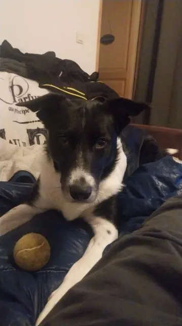 chien lost   83690 Salernes Bidule