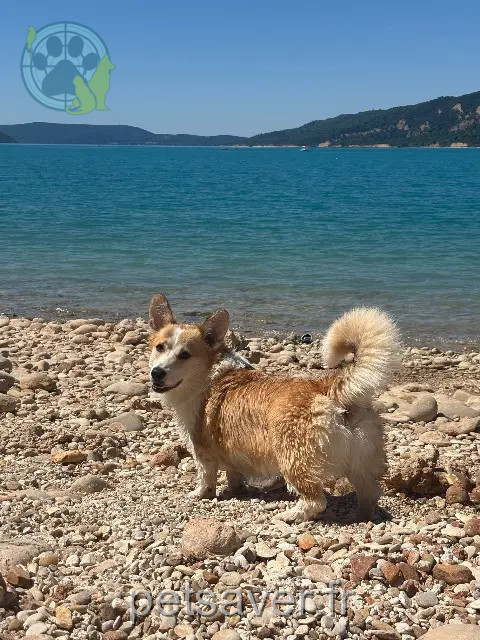chien perdu 83630 Bauduen Bob chien lost 83630 Bauduen Bob