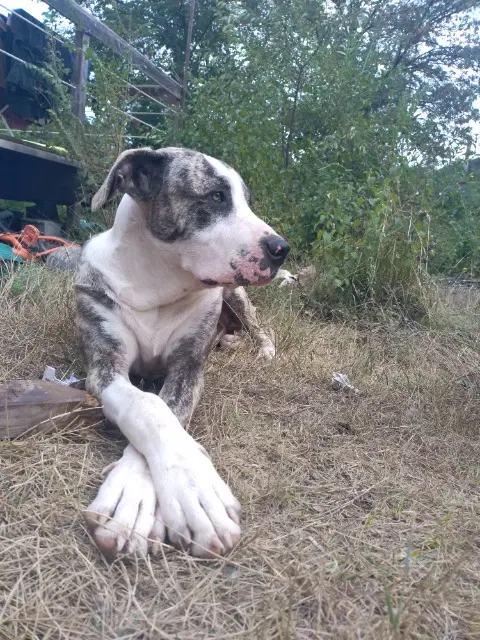 chien lost   83340 Le Cannet-des-Maures Brad