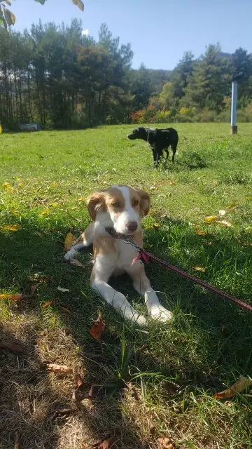 chien lost   83840 Trigance Charli