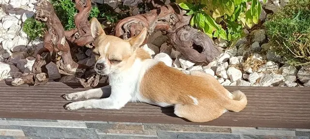chien lost   83260 La Crau Chouchou