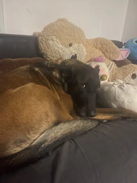 chien lost   83120 Le Plan-de-la-Tour Clyde