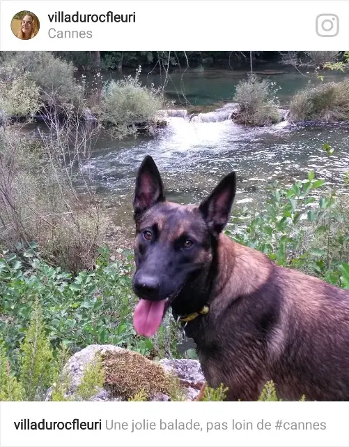 chien lost   83120 Le Plan-de-la-Tour Clyde