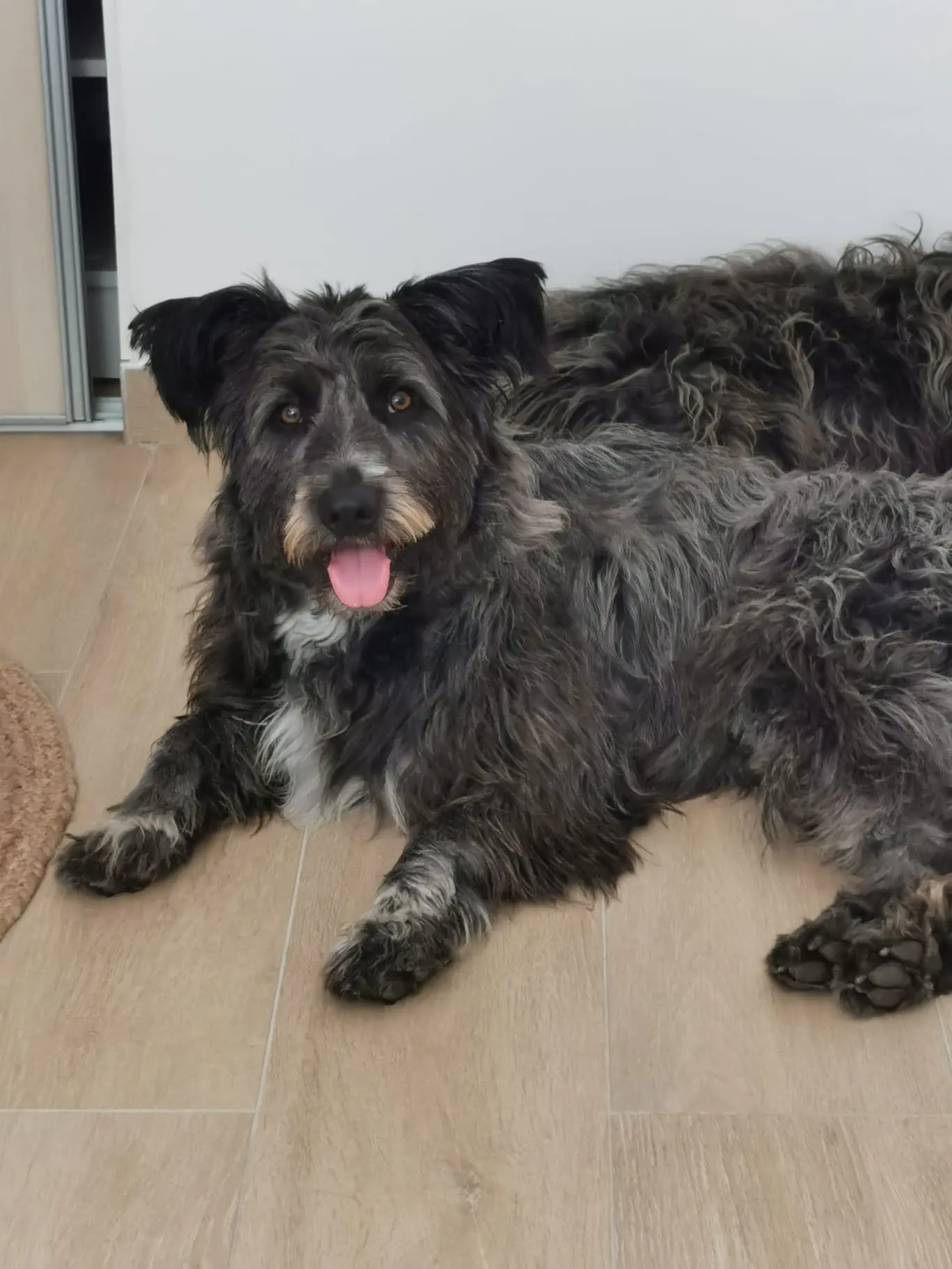 Chien Perdu 83 Var - Cookie Chien Perdu 83 Var - Cookie