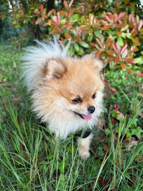 chien lost   83310 Cogolin Denver