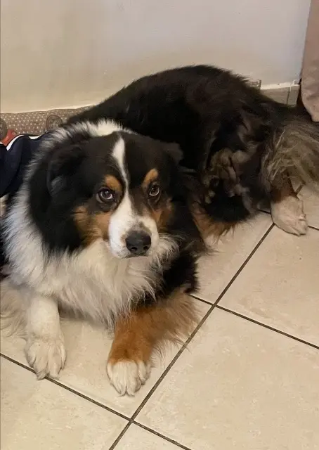 chien lost   83720 Trans-en-Provence Django