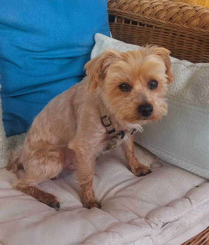 Chien Perdu 83 Var - Filou Chien Perdu 83 Var - Filou